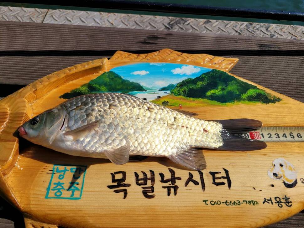 충주호목벌낚시터소식 (조황조행기 - 충주호조황속보)
