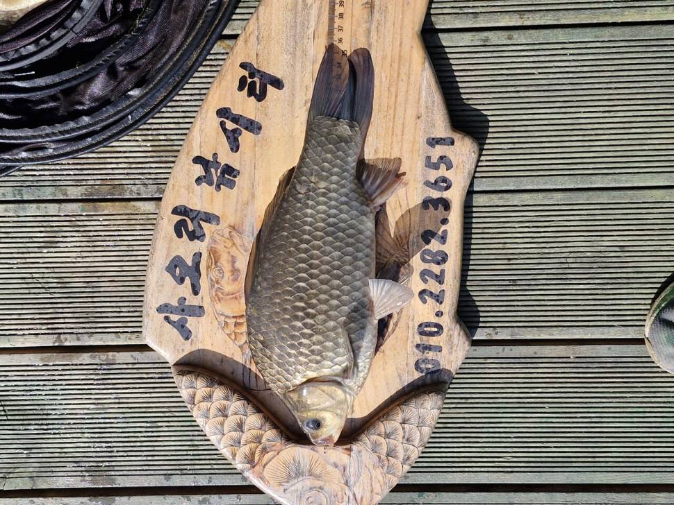 사오리 낚시터 조황정보입니다 (조황조행기 - 충주호조황속보)
