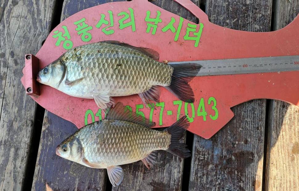 청풍신리낚시터 조황입니다 (조황조행기 - 충주호조황속보)
