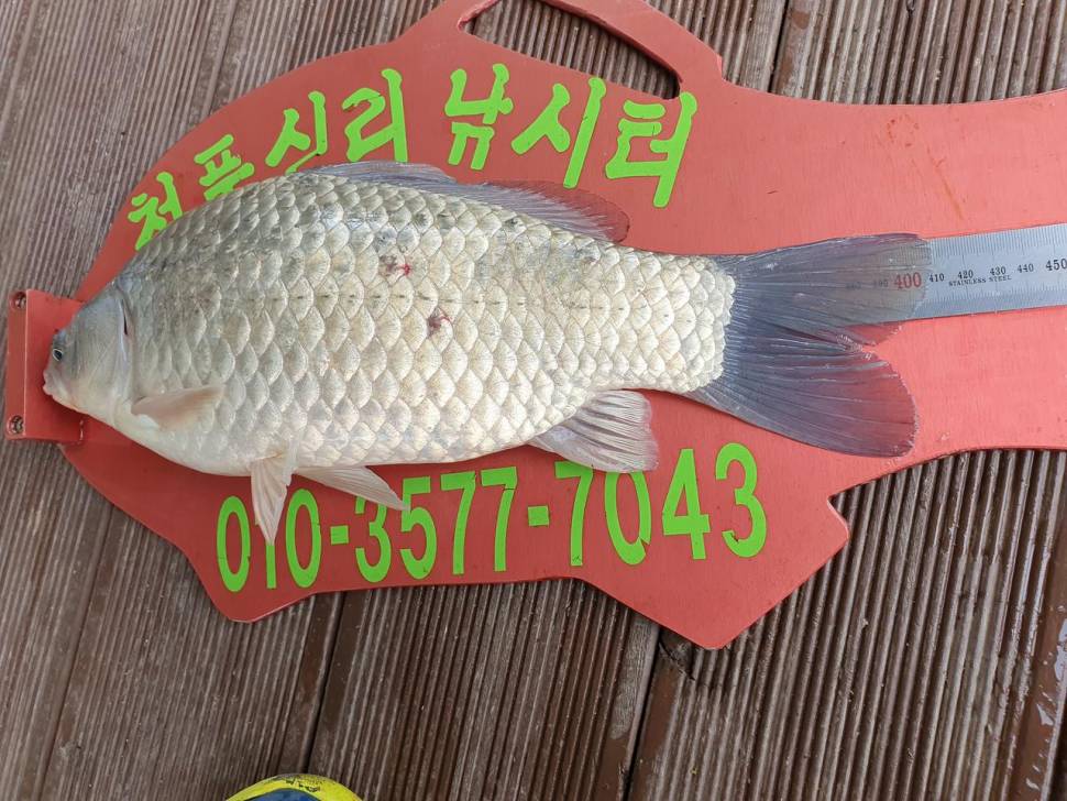 청풍신리낚시터 4짜 조황입니다 (조황조행기 - 충주호조황속보)