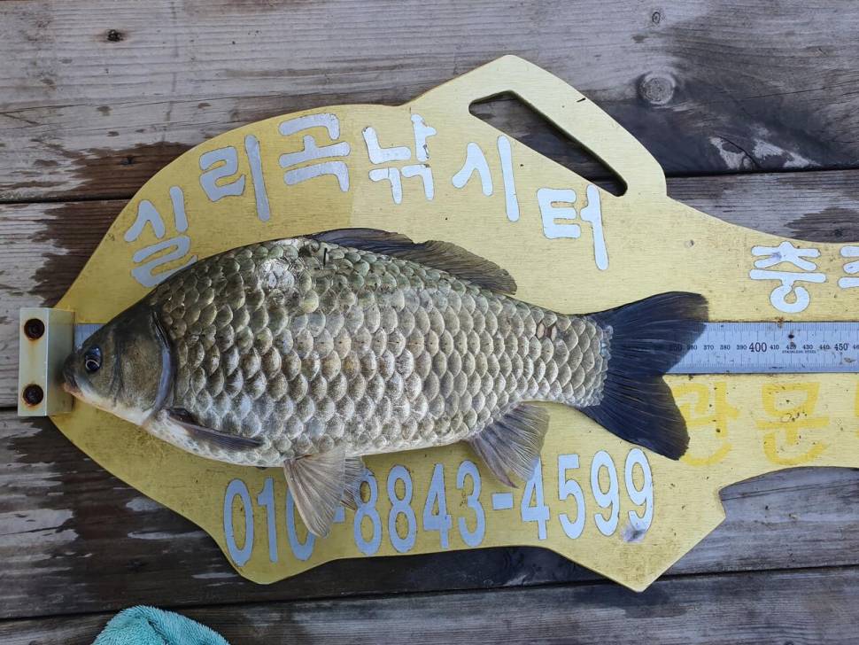 실리곡낚시터 허리급 4수 조황입니다 (조황조행기 - 충주호조황속보)