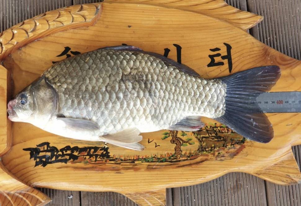 솔낚시터 4짜 준척 마릿수 조황 소식입니다 (조황조행기 - 충주호조황속보)
