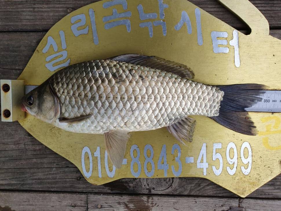실리곡낚시터 41cm허리급 조황입니다 (조황조행기 - 충주호조황속보)