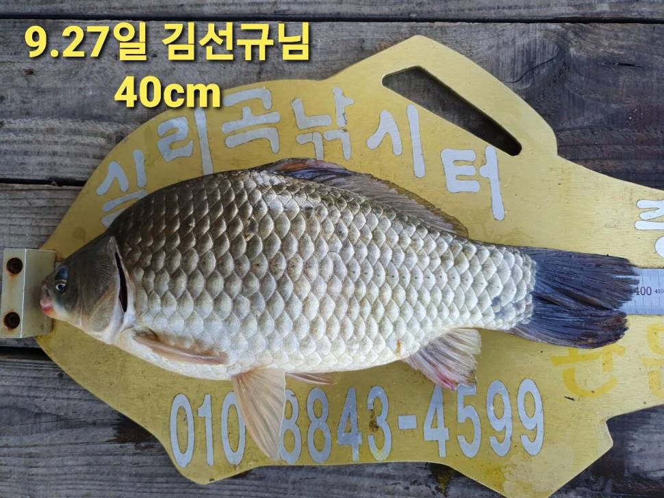 실리곡낚시터 44cm 대물 조황입니다 (조황조행기 - 충주호조황속보)