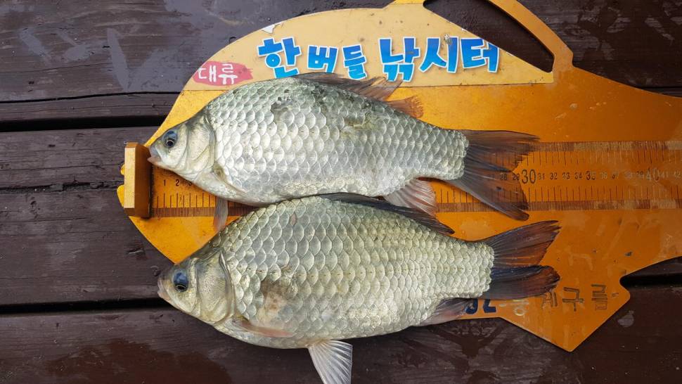 한버들 조황입니다 (조황조행기 - 충주호조황속보)