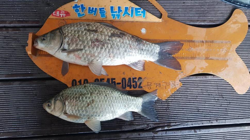 한버들 조황입니다 (조황조행기 - 충주호조황속보)