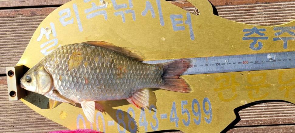 실리곡낚시터 허리급 조황입니다 (조황조행기 - 충주호조황속보)