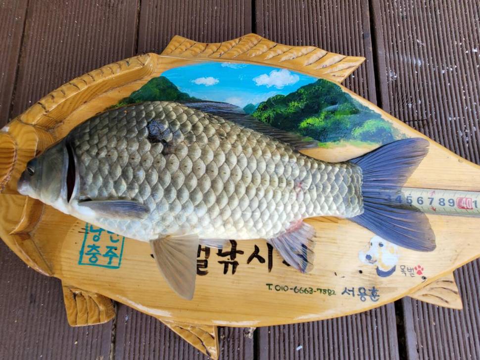 목벌주말조황소식 입니다 (조황조행기 - 충주호조황속보)