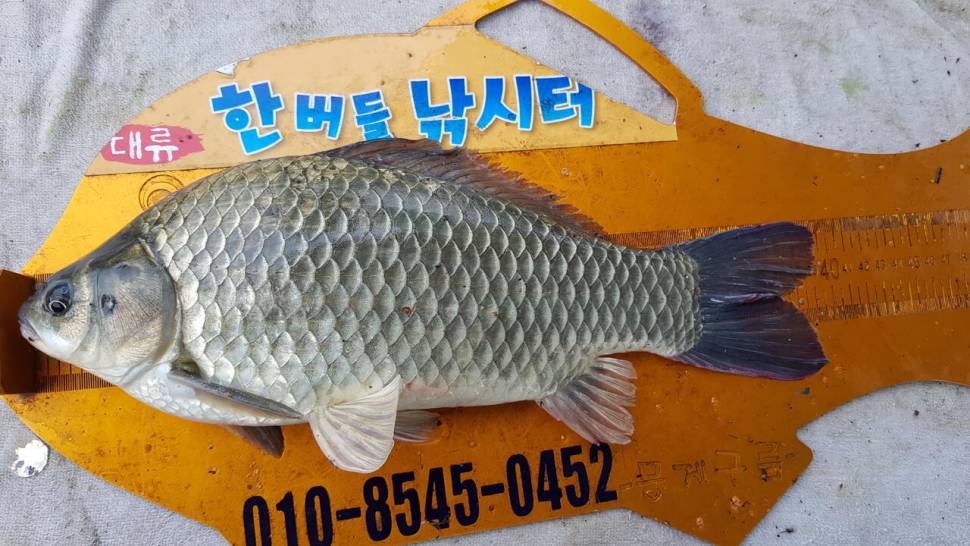 한버들 4짜 포함 허릿급 조황입니다 (조황조행기 - 충주호조황속보)