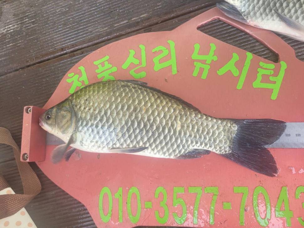 청풍신리낚시터 445cm 대물 조황입니다 (조황조행기 - 충주호조황속보)