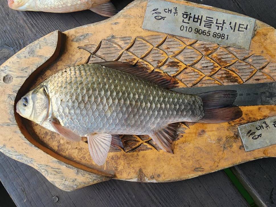 청풍 한버들 허릿급 조황입니다 (조황조행기 - 충주호조황속보)