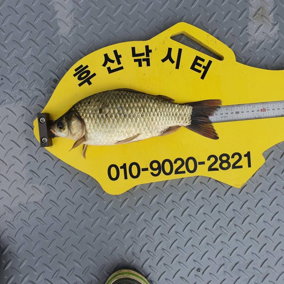 후산낚시터 조황 안내 입니다 (조황조행기 - 충주호조황속보)
