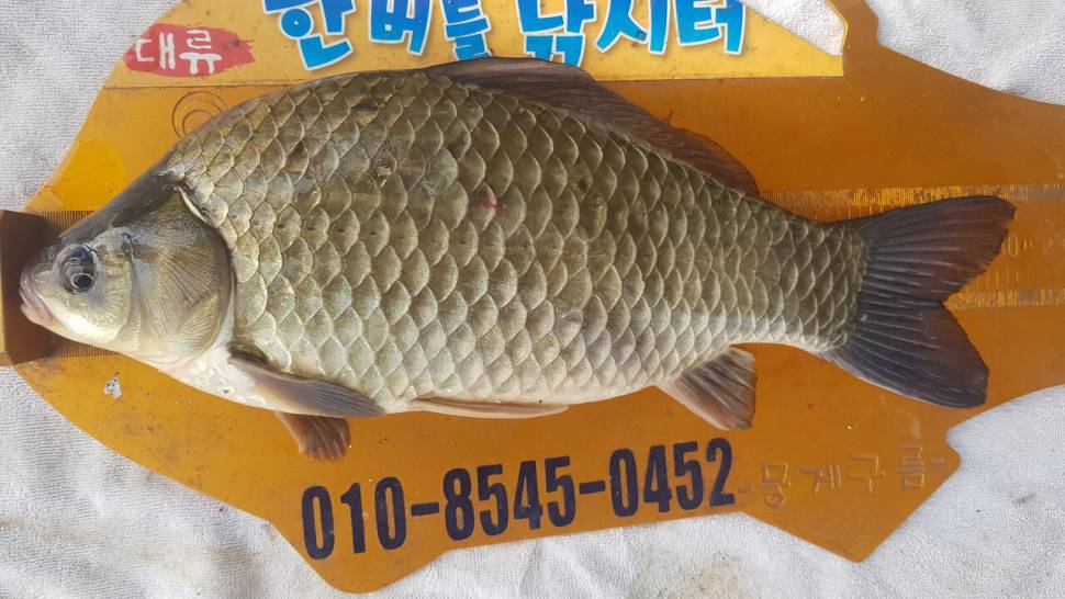 한버들 4짜 포함 허릿급 조황입니다 (조황조행기 - 충주호조황속보)