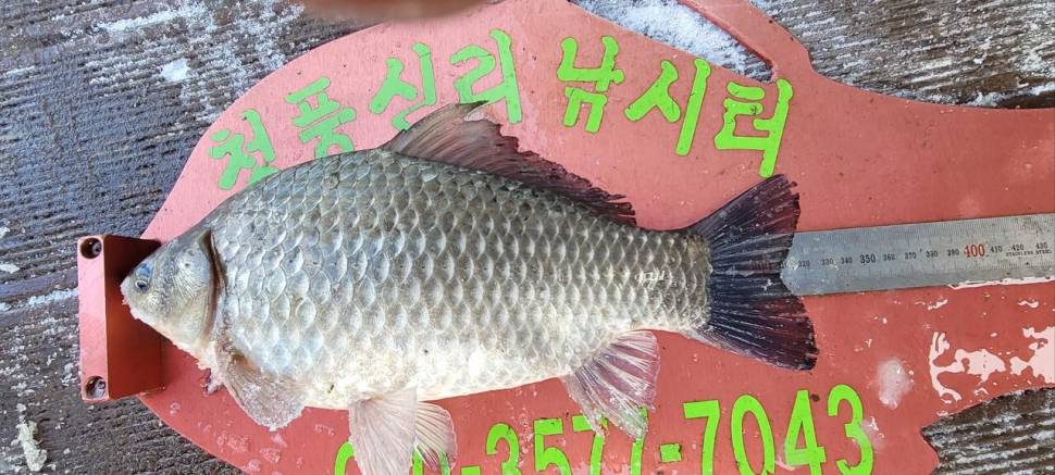 청풍신리낚시터 41cm외 허리급입니다 (조황조행기 - 충주호조황속보)
