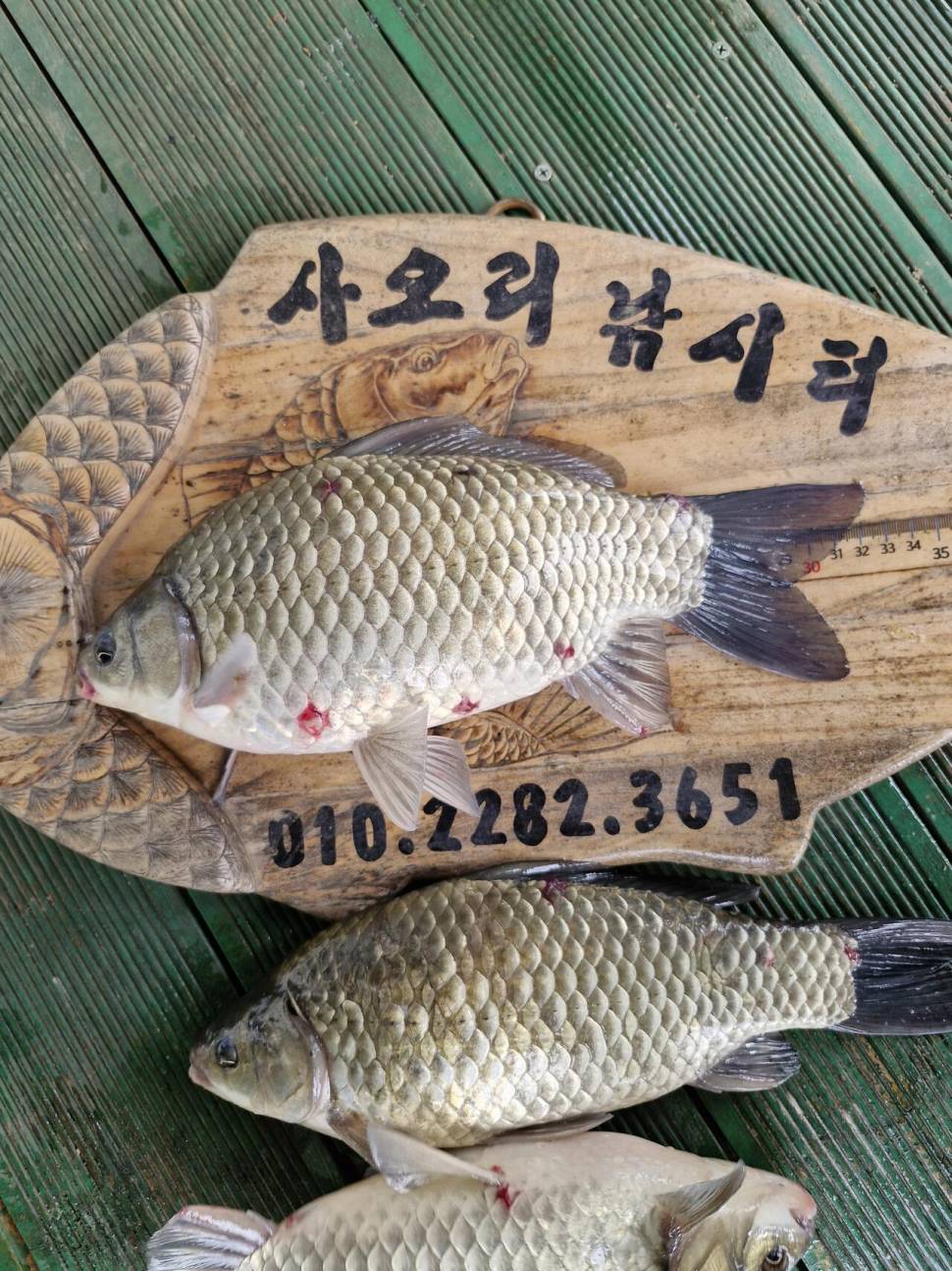 사오리 낚시터 조황정보 (조황조행기 - 충주호조황속보)