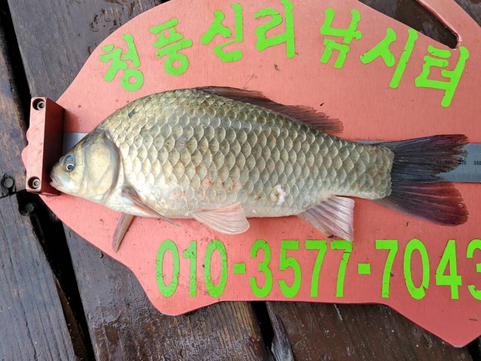청풍신리낚시터 445cm 대물 조황입니다 (조황조행기 - 충주호조황속보)