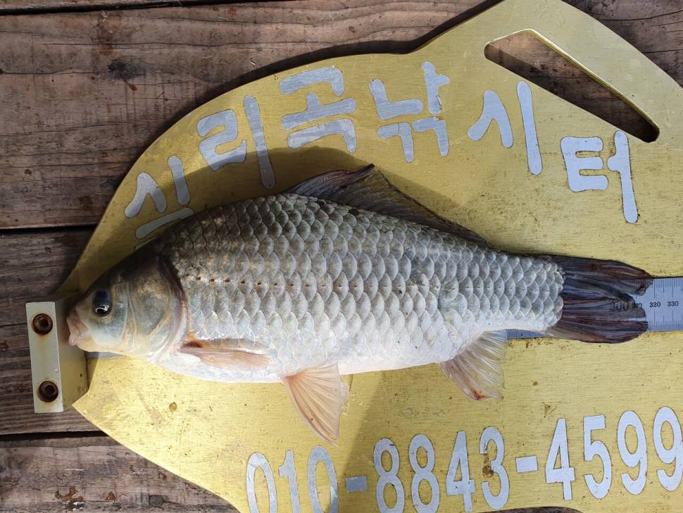 실리곡낚시터 허리급 조황입니다 (조황조행기 - 충주호조황속보)