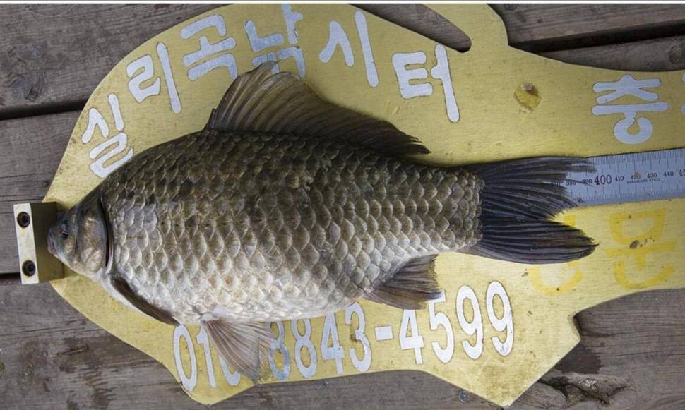 실리곡낚시터 4짜2수허리급 4수 조황입니다 (조황조행기 - 충주호조황속보)