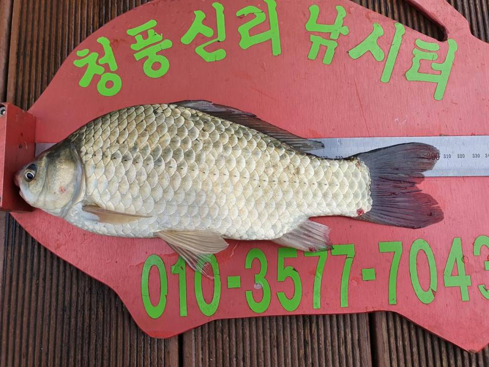 청풍신리낚시터 조황입니다 (조황조행기 - 충주호조황속보)