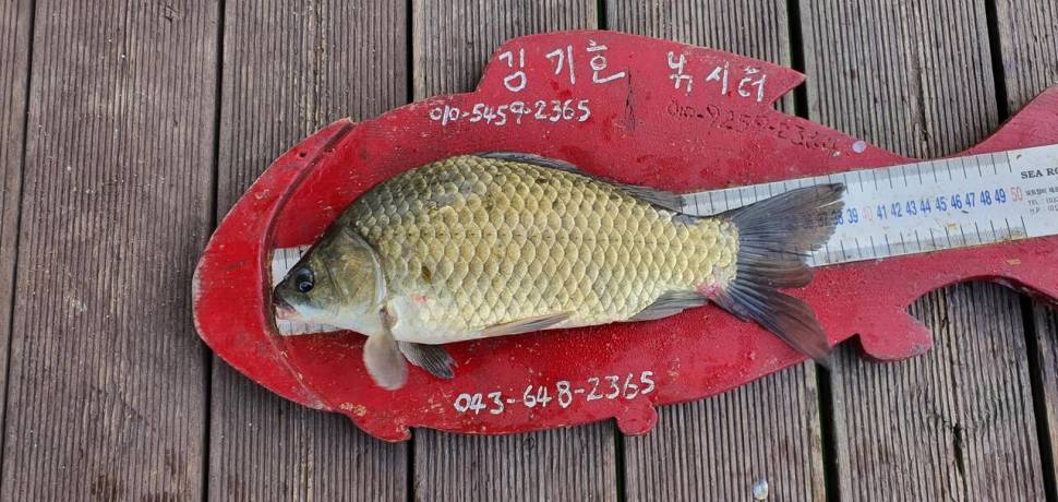 용곡 김기호 낚시터 사짜와 허리급 조황입니다 (조황조행기 - 충주호조황속보)