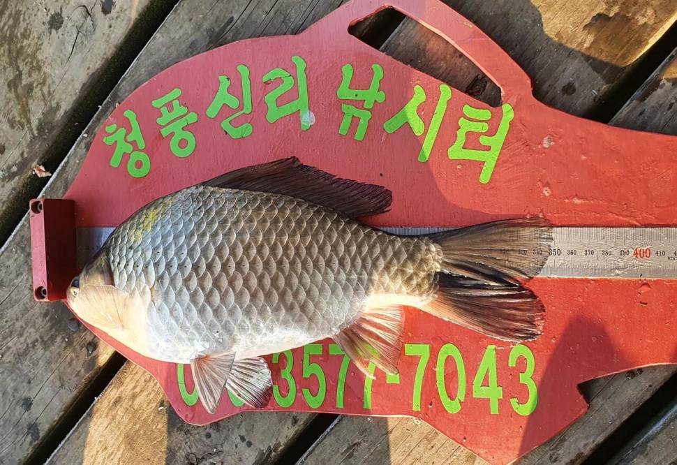 청풍신리낚시터 조황입니다 (조황조행기 - 충주호조황속보)