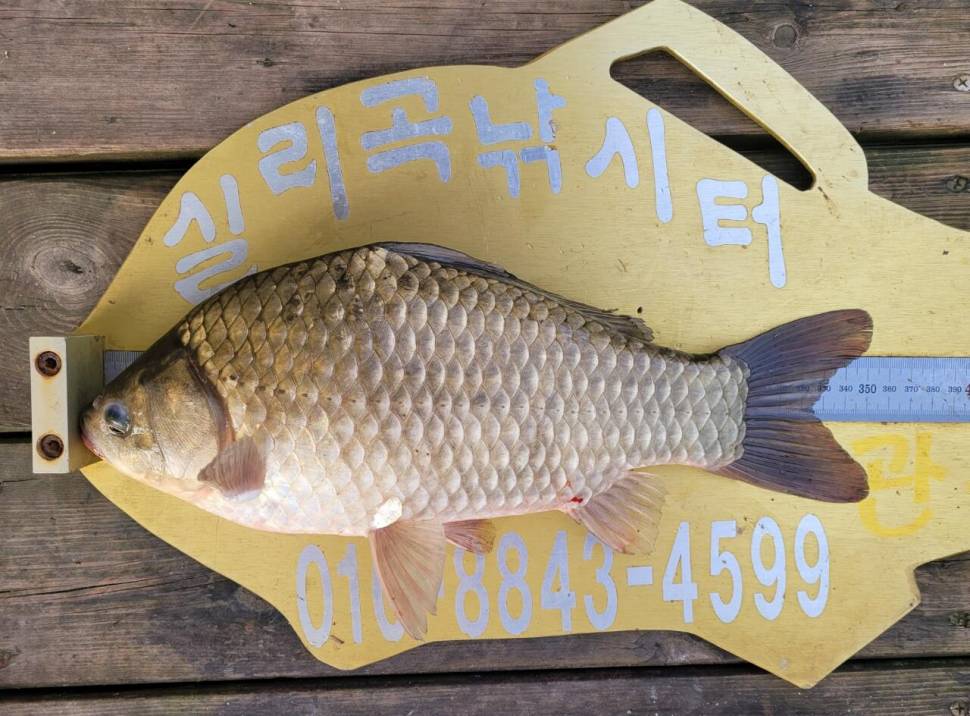 실리곡낚시터 허리급 조황입니다 (조황조행기 - 충주호조황속보)