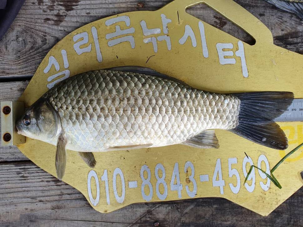 실리곡낚시터 조황입니다 (조황조행기 - 충주호조황속보)