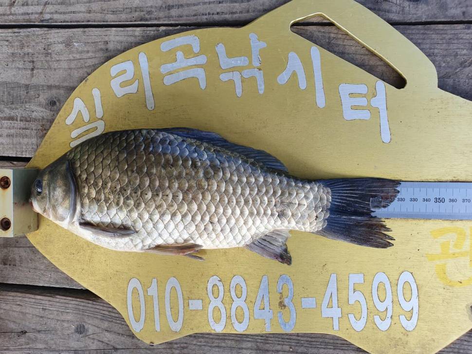 실리곡낚시터 425cm4짜 조황입니다 (조황조행기 - 충주호조황속보)