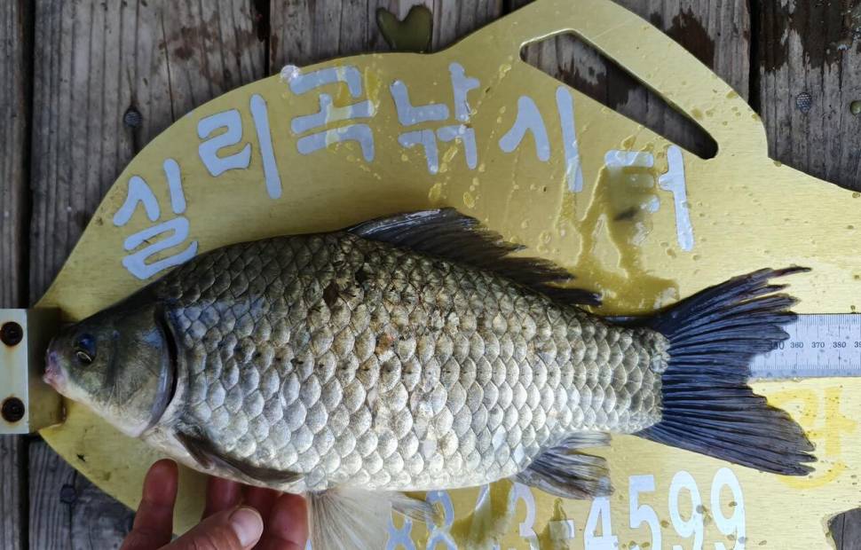 실리곡낚시터 42cm허리급 9수 조황입니다 (조황조행기 - 충주호조황속보)