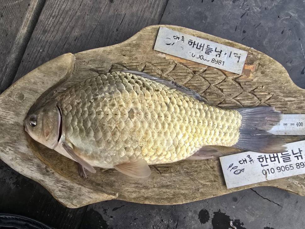 청풍 한버들 조황입니다 (조황조행기 - 충주호조황속보)