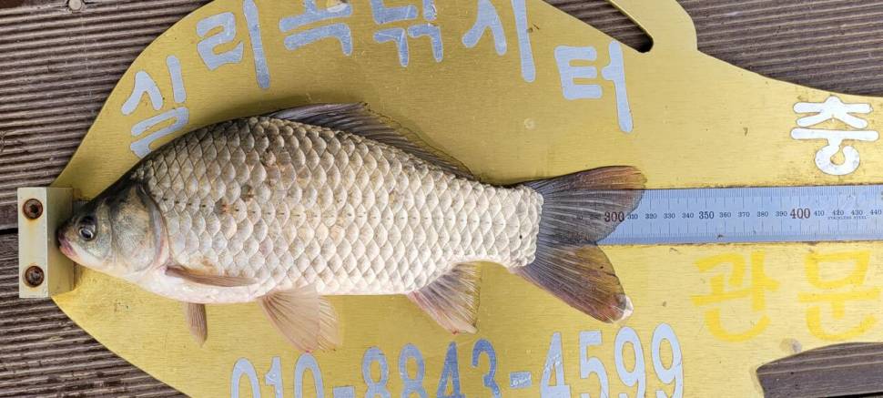 실리곡낚시터 허리급 조황입니다 (조황조행기 - 충주호조황속보)