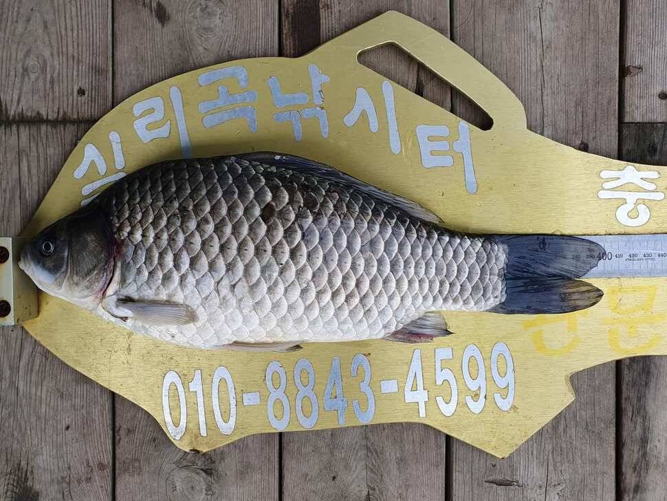 실리곡낚시터 414짜 조황입니다 (조황조행기 - 충주호조황속보)