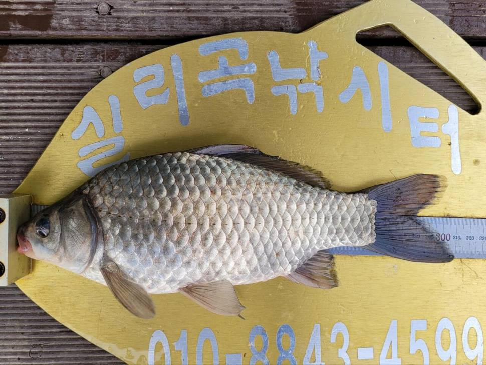 실리곡낚시터 조황입니다 (조황조행기 - 충주호조황속보)