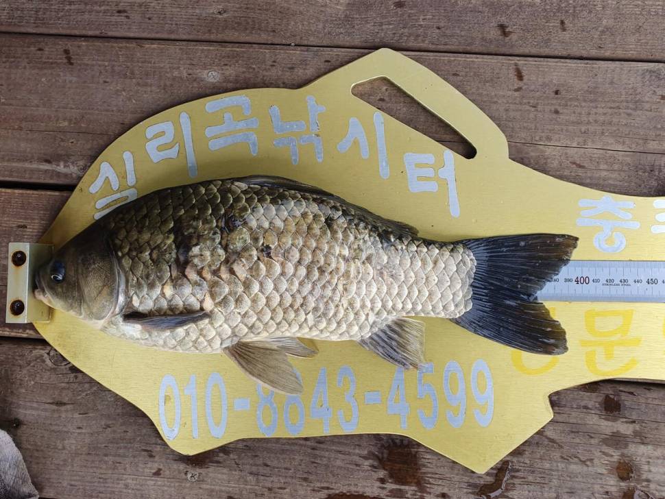 실리곡낚시터 4짜 두수외 허리급 6수 조황입니다 (조황조행기 - 충주호조황속보)