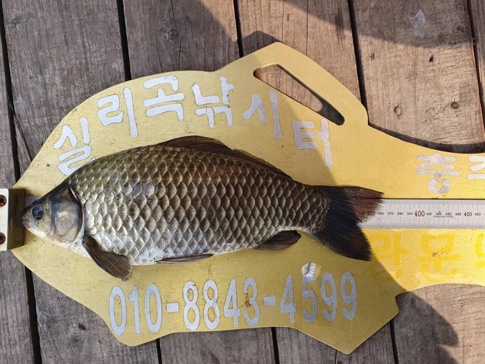 실리곡낚시터 4짜허리급 조황입니다 (조황조행기 - 충주호조황속보)
