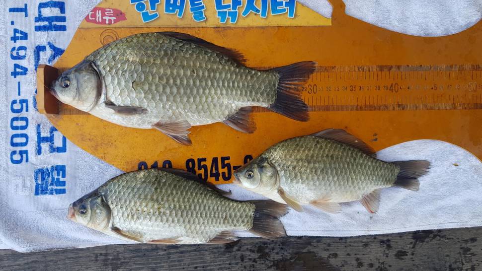 한버들 조황입니다 (조황조행기 - 충주호조황속보)