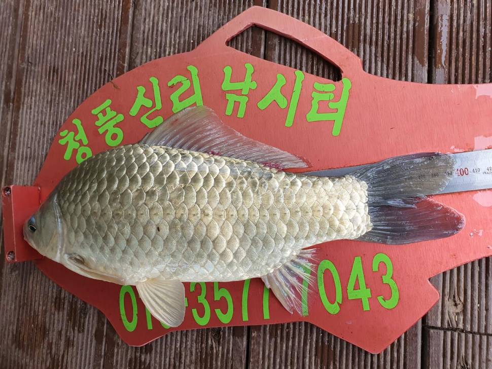 청풍신리낚시터 4짜 3수 조황입니다 (조황조행기 - 충주호조황속보)