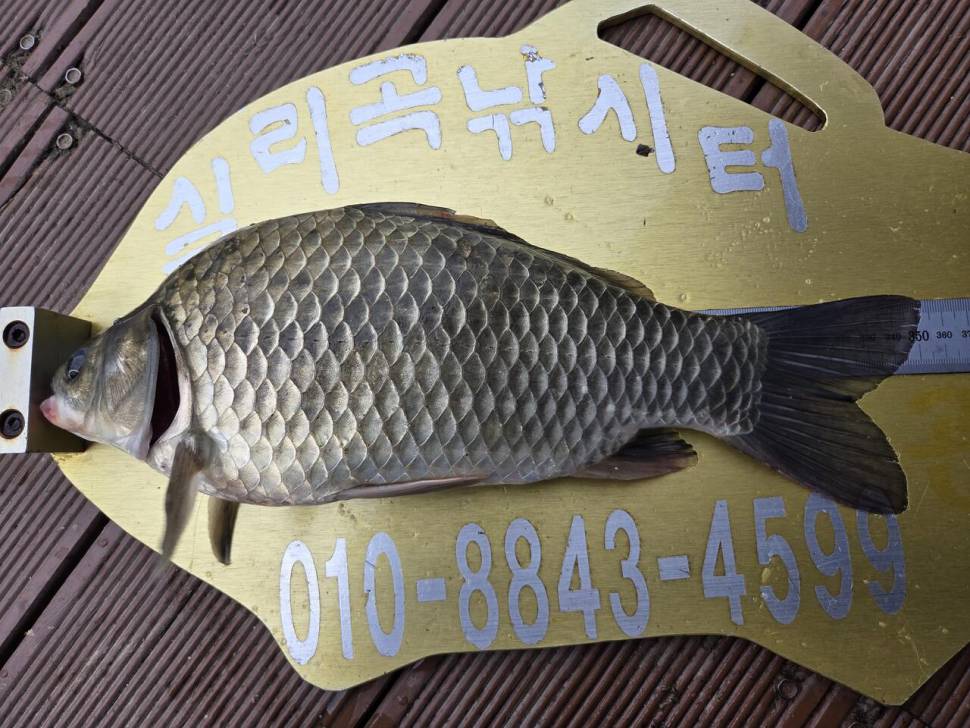 청풍 실리곡낚시터 조황입니다 (조황조행기 - 충주호조황속보)
