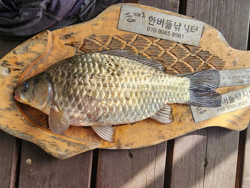 청풍 한버들 허릿급 조황입니다 (조황조행기 - 충주호조황속보)