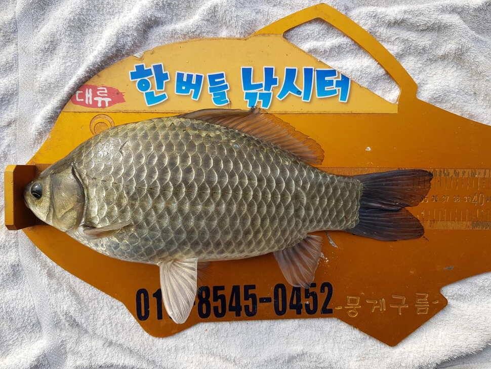 한버들 조황입니다 (조황조행기 - 충주호조황속보)