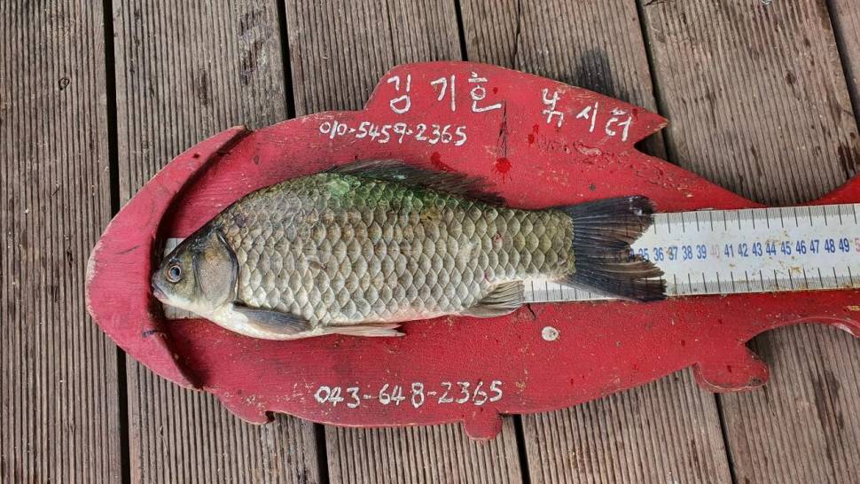 용곡 김기호 낚시터 허리급 조황 입니다 (조황조행기 - 충주호조황속보)