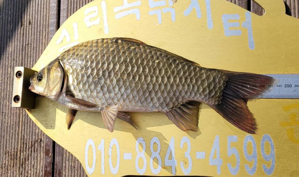 청풍 실리곡낚시터 조황입니다 (조황조행기 - 충주호조황속보)