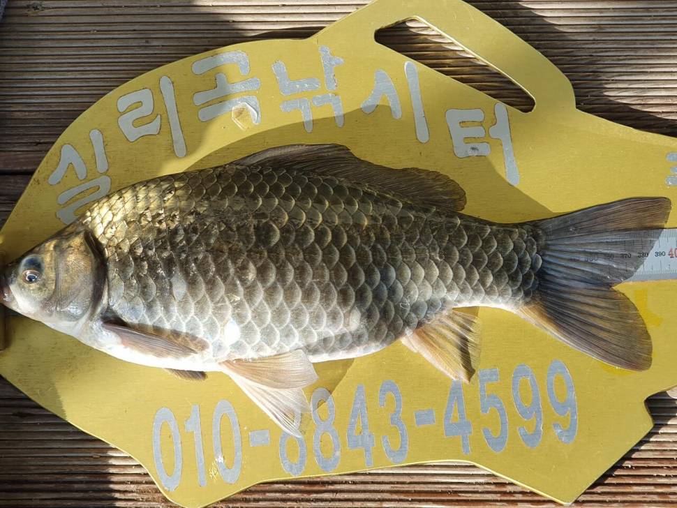 실리곡낚시터 4짜허리급 조황입니다 (조황조행기 - 충주호조황속보)