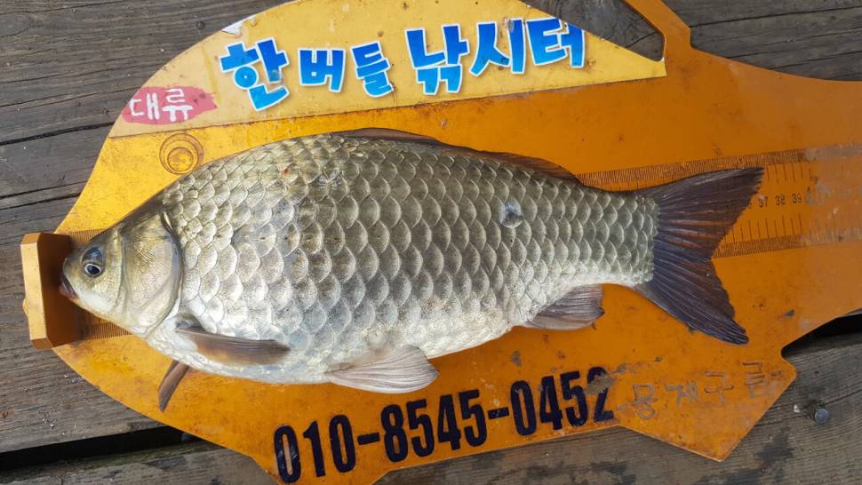 청풍 한버들 낚시터 4짜포함 허릿급 조황입니다 (조황조행기 - 충주호조황속보)