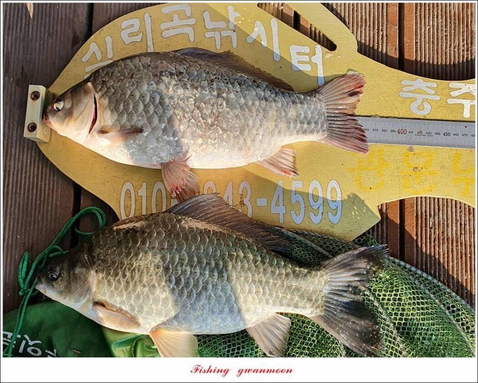 실리곡낚시터 허리급 조황입니다 (조황조행기 - 충주호조황속보)