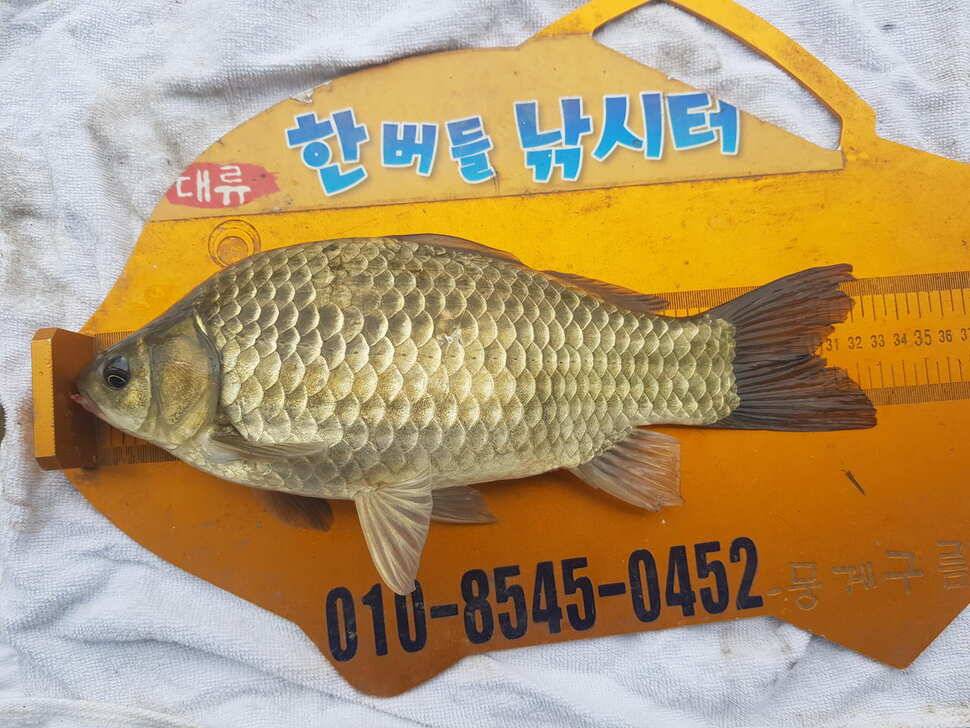 한버들 조황입니다 (조황조행기 - 충주호조황속보)