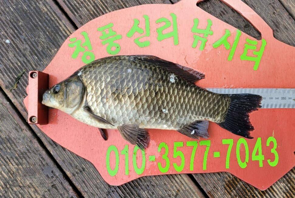 청풍신리낚시터 허리급조황입니다 (조황조행기 - 충주호조황속보)