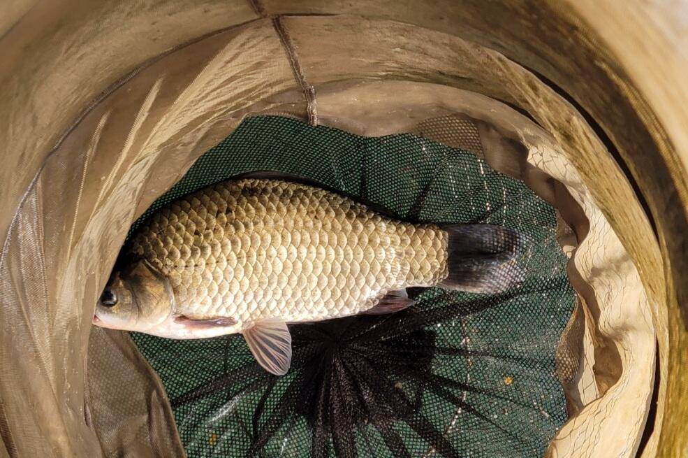 청풍신리낚시터 41cm4짜 조황정보입니다 (조황조행기 - 충주호조황속보)