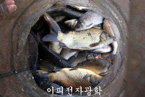조황이 살아나나요 만정낚시터 (유료터정보 - 유료터조행기)