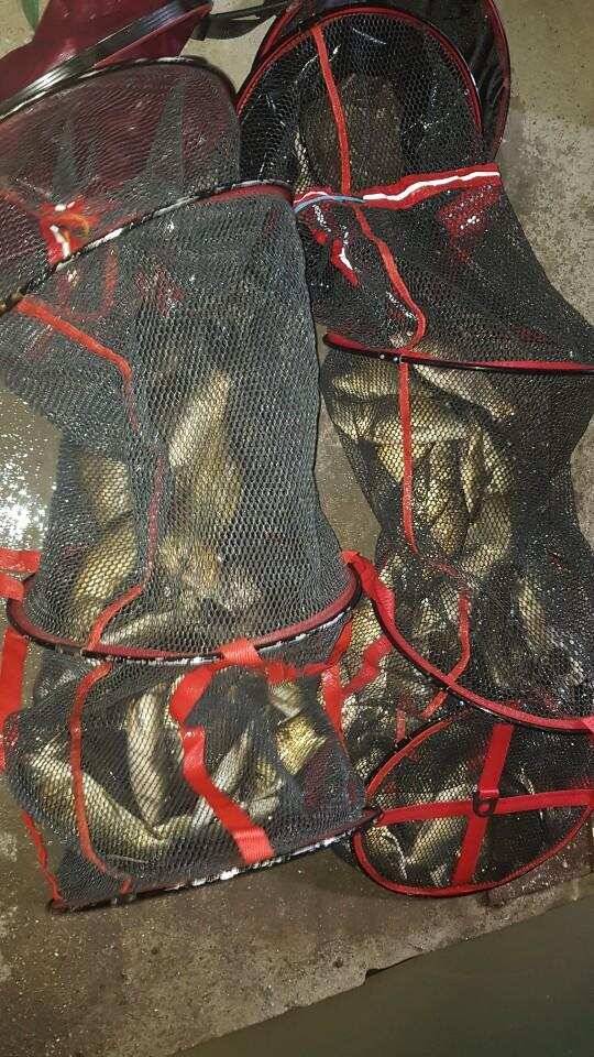여주낚시터 하우스 조행기 (유료터정보 - 유료터조행기)